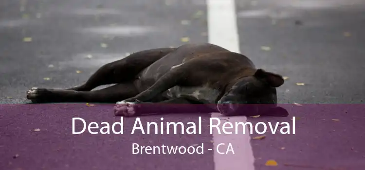 Dead Animal Removal Brentwood - CA