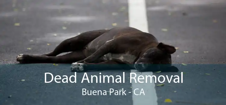 Dead Animal Removal Buena Park - CA