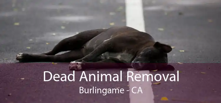 Dead Animal Removal Burlingame - CA