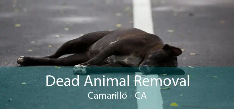 Dead Animal Removal Camarillo - CA