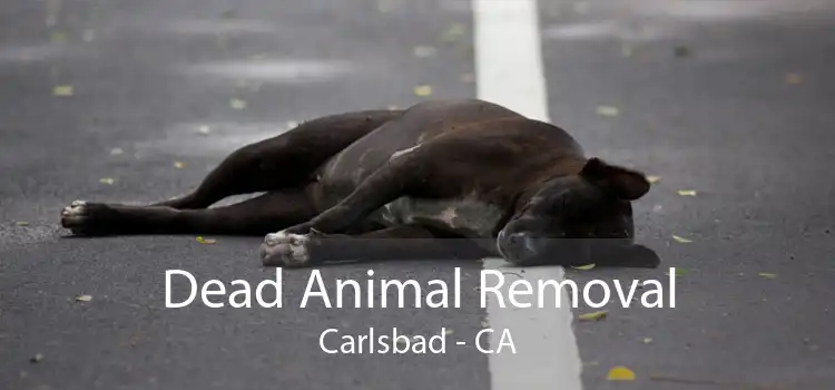 Dead Animal Removal Carlsbad - CA