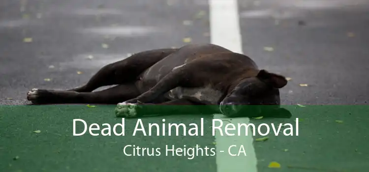 Dead Animal Removal Citrus Heights - CA