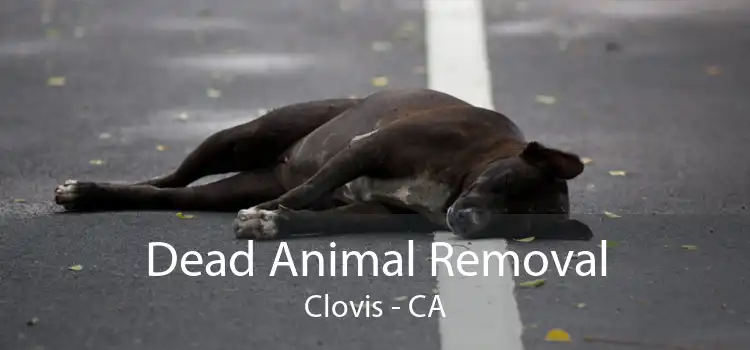 Dead Animal Removal Clovis - CA