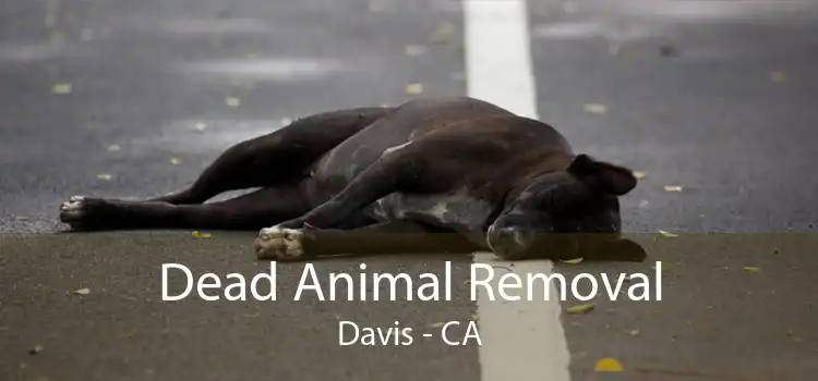 Dead Animal Removal Davis - CA