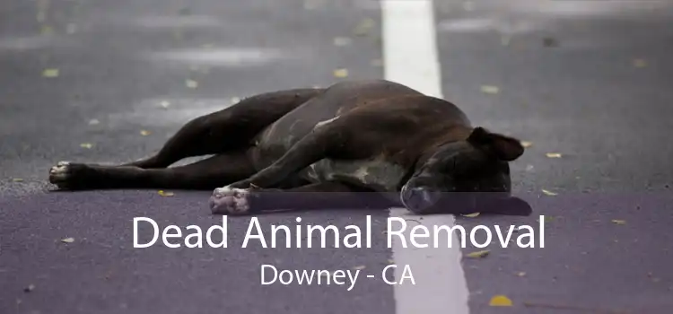Dead Animal Removal Downey - CA