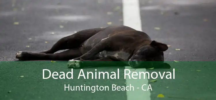 Dead Animal Removal Huntington Beach - CA