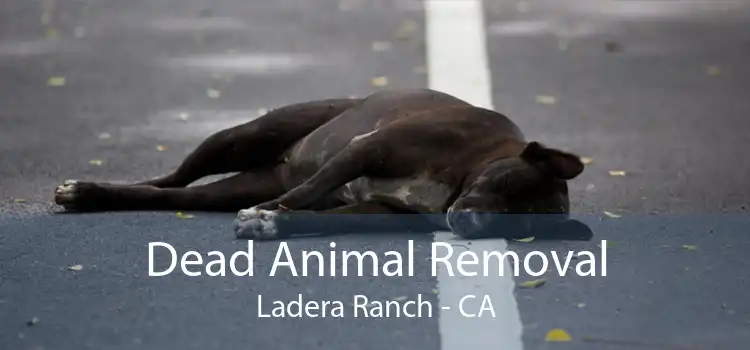 Dead Animal Removal Ladera Ranch - CA