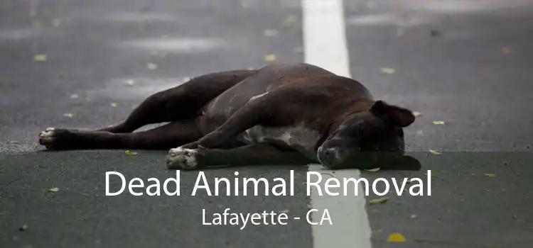 Dead Animal Removal Lafayette - CA