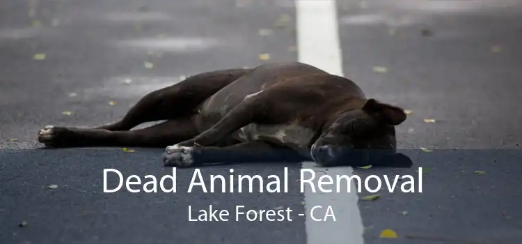 Dead Animal Removal Lake Forest - CA
