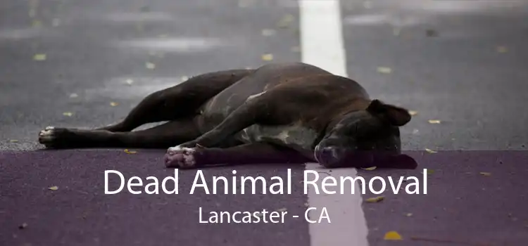 Dead Animal Removal Lancaster - CA