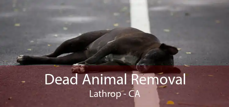 Dead Animal Removal Lathrop - CA