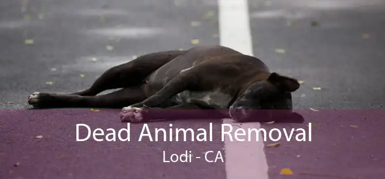 Dead Animal Removal Lodi - CA