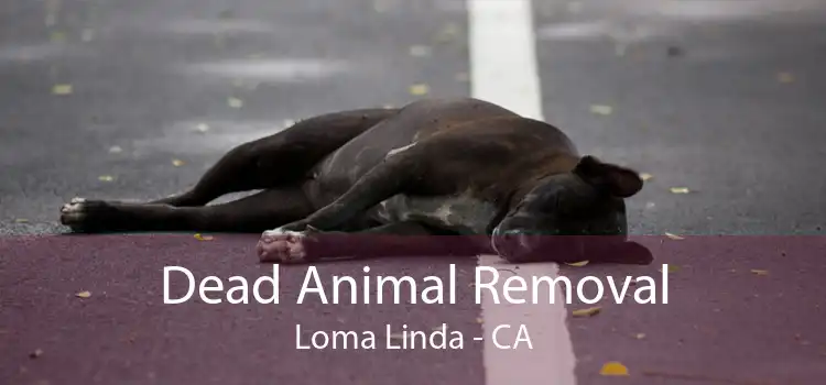 Dead Animal Removal Loma Linda - CA
