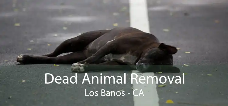 Dead Animal Removal Los Banos - CA