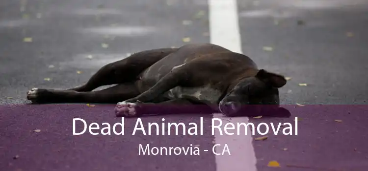Dead Animal Removal Monrovia - CA