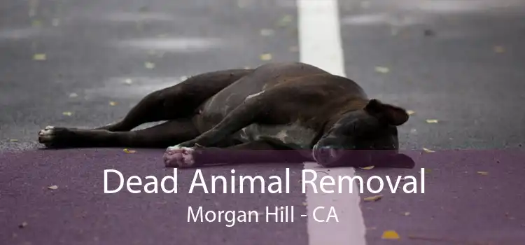 Dead Animal Removal Morgan Hill - CA