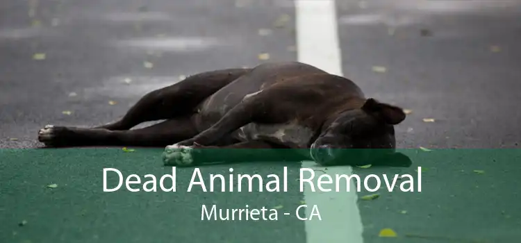 Dead Animal Removal Murrieta - CA