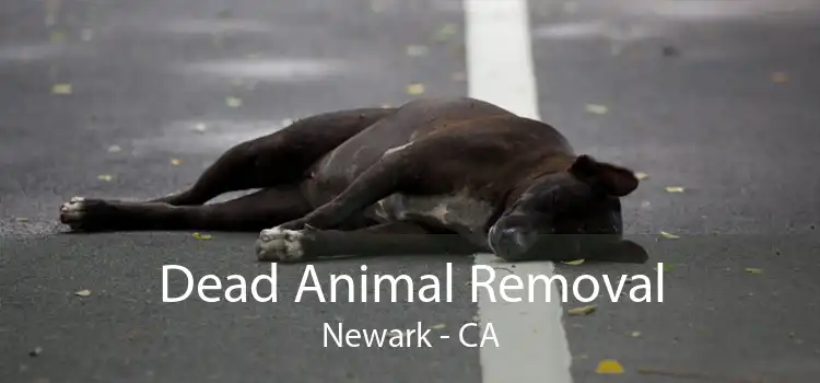 Dead Animal Removal Newark - CA