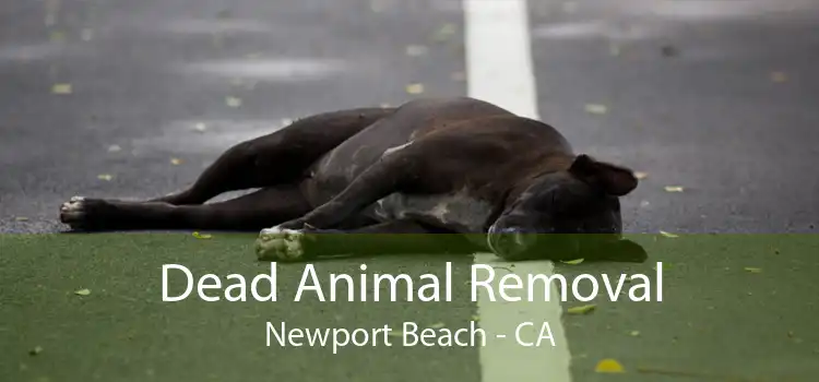 Dead Animal Removal Newport Beach - CA