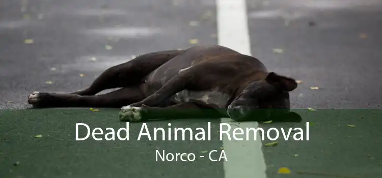Dead Animal Removal Norco - CA