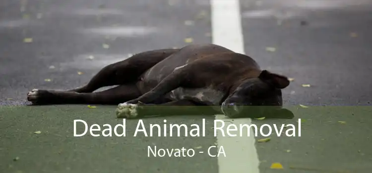 Dead Animal Removal Novato - CA