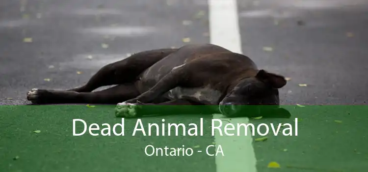 Dead Animal Removal Ontario - CA