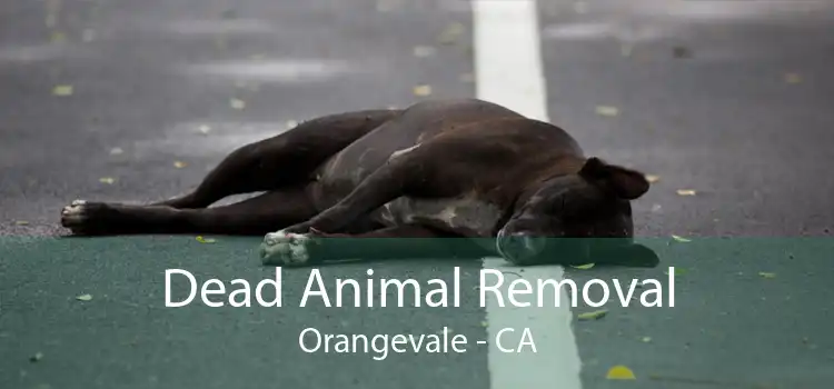 Dead Animal Removal Orangevale - CA