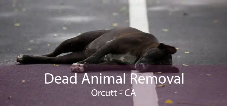 Dead Animal Removal Orcutt - CA
