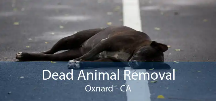 Dead Animal Removal Oxnard - CA