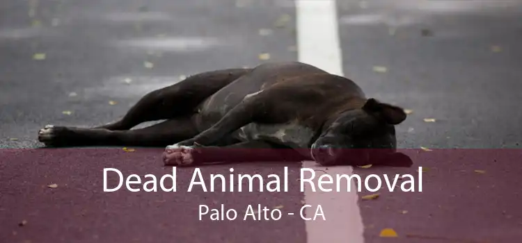 Dead Animal Removal Palo Alto - CA