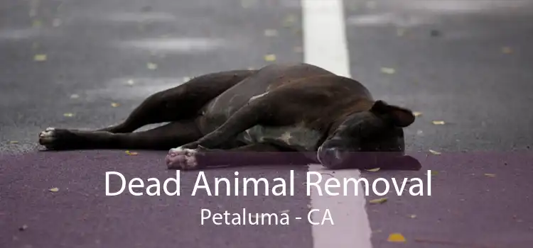 Dead Animal Removal Petaluma - CA