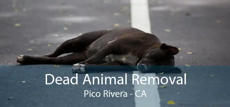 Dead Animal Removal Pico Rivera - CA