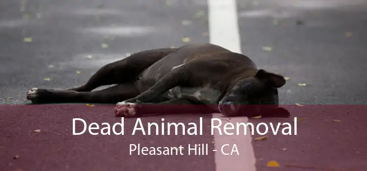 Dead Animal Removal Pleasant Hill - CA