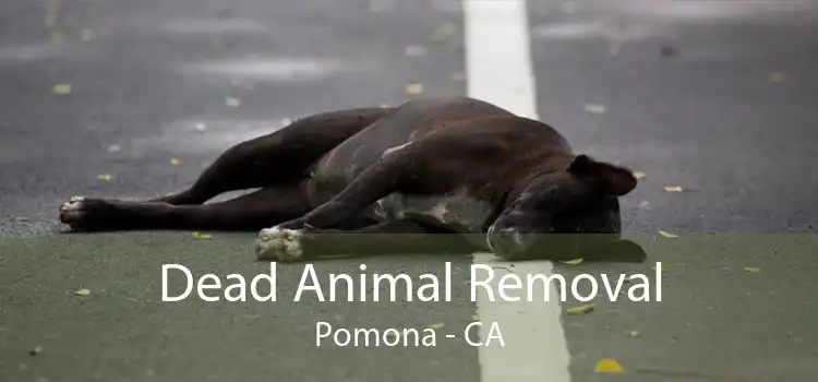 Dead Animal Removal Pomona - CA