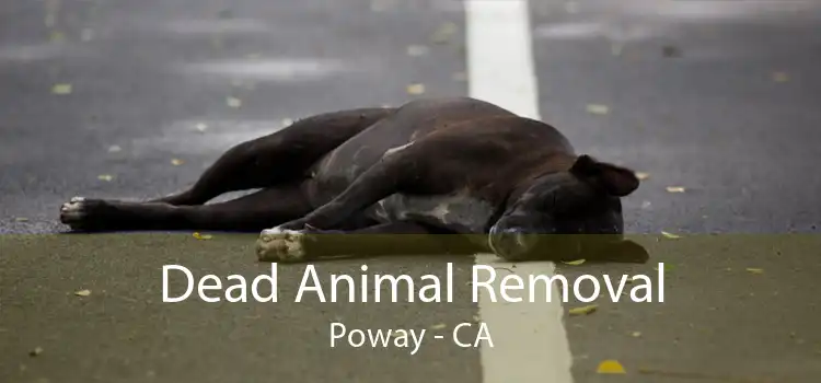 Dead Animal Removal Poway - CA