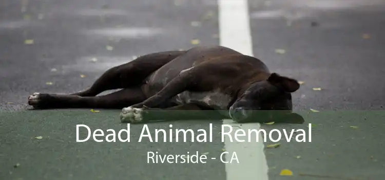 Dead Animal Removal Riverside - CA