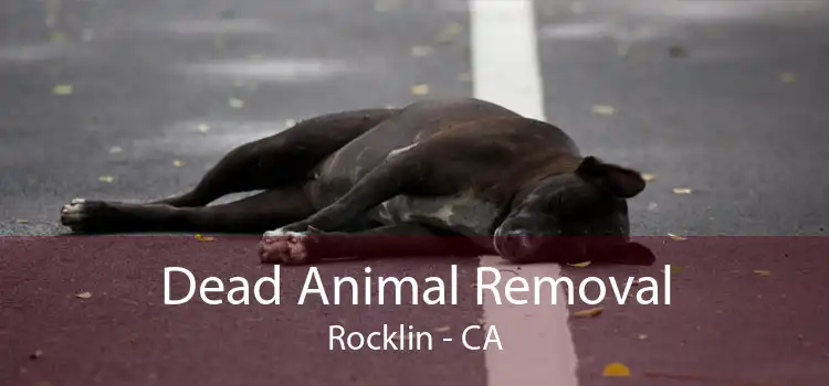Dead Animal Removal Rocklin - CA