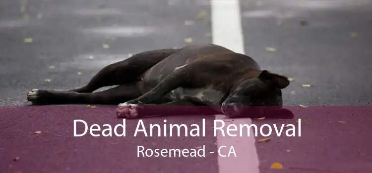Dead Animal Removal Rosemead - CA