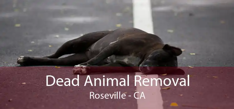 Dead Animal Removal Roseville - CA