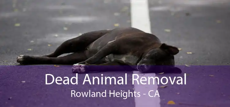 Dead Animal Removal Rowland Heights - CA