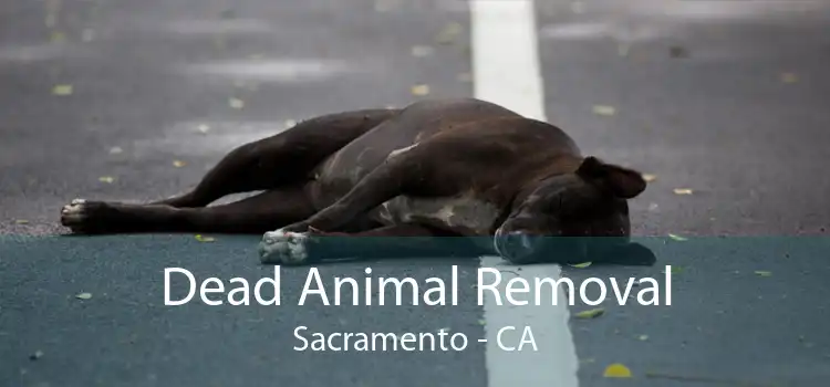 Dead Animal Removal Sacramento - CA