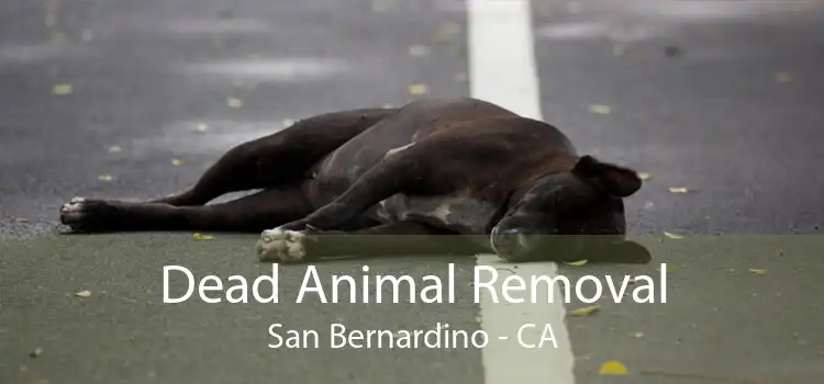 Dead Animal Removal San Bernardino - CA