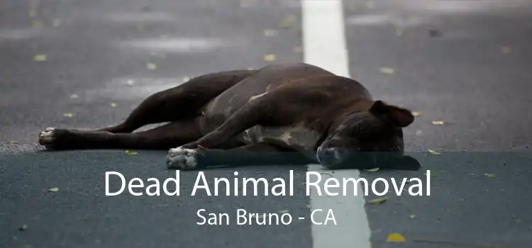 Dead Animal Removal San Bruno - CA