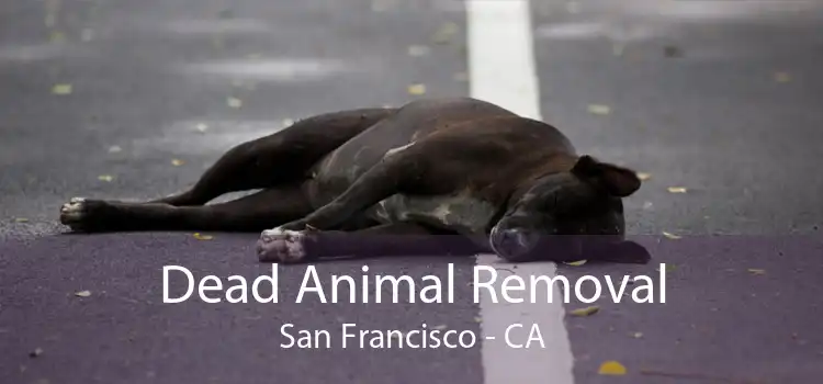 Dead Animal Removal San Francisco - CA