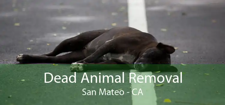 Dead Animal Removal San Mateo - CA