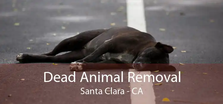 Dead Animal Removal Santa Clara - CA