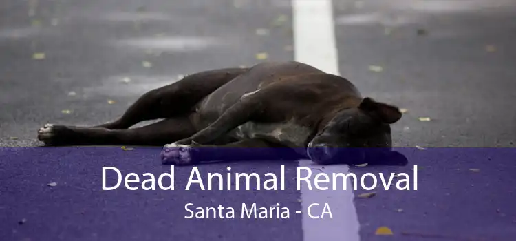 Dead Animal Removal Santa Maria - CA