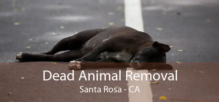 Dead Animal Removal Santa Rosa - CA