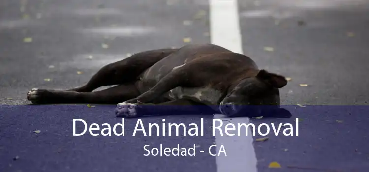 Dead Animal Removal Soledad - CA