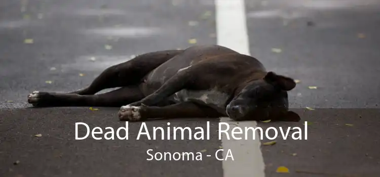 Dead Animal Removal Sonoma - CA